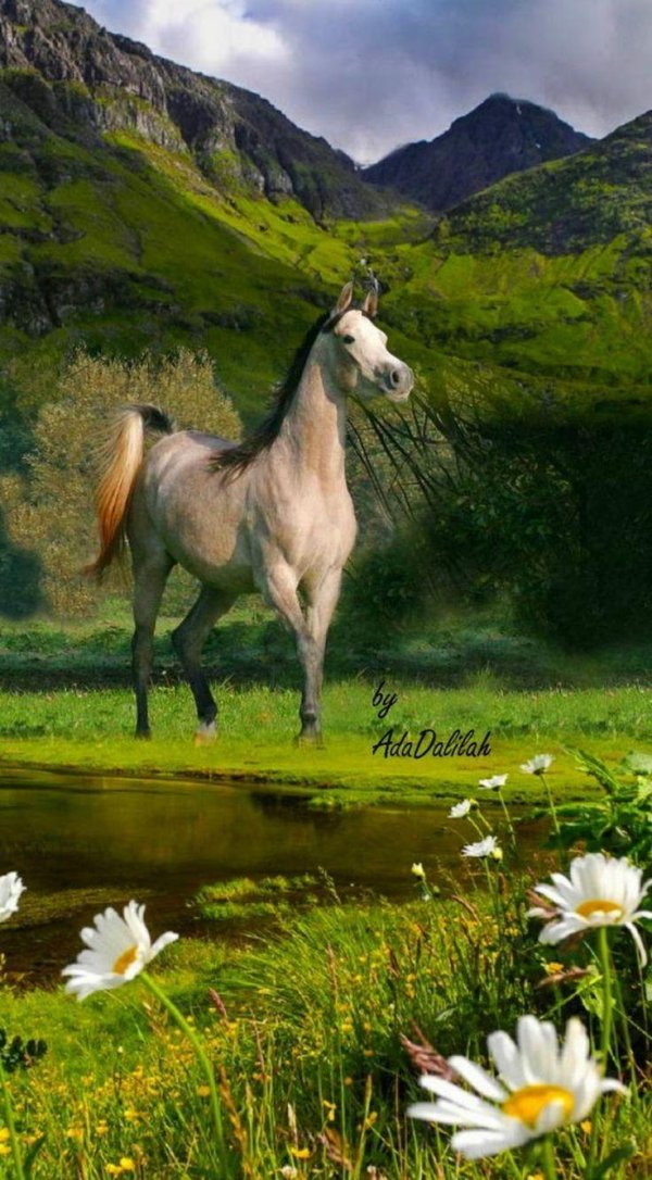 арабская чистокровная сиглави