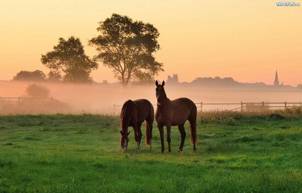 пейзаж с лошадьми