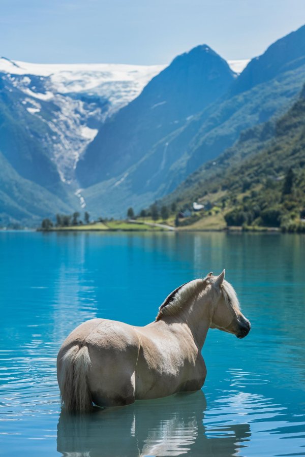 fjord horse