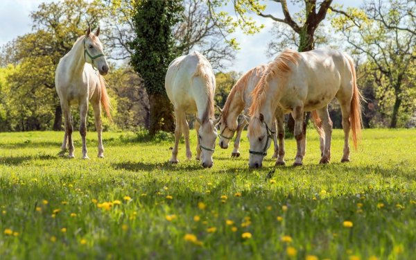 белая лошадь