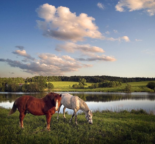 лошадь лошадь