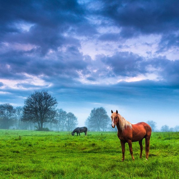 пейзаж с лошадьми