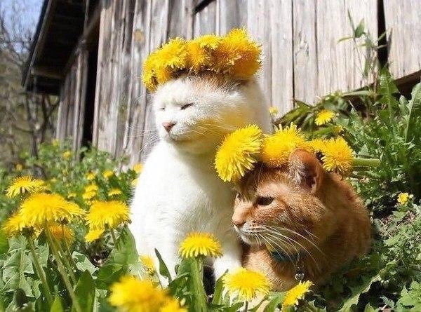 венки из одуванчиков