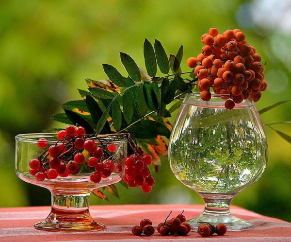 рябиновая настойка