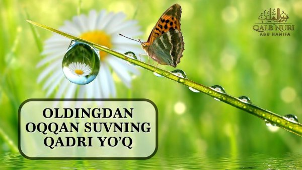 перламутровка бабочка