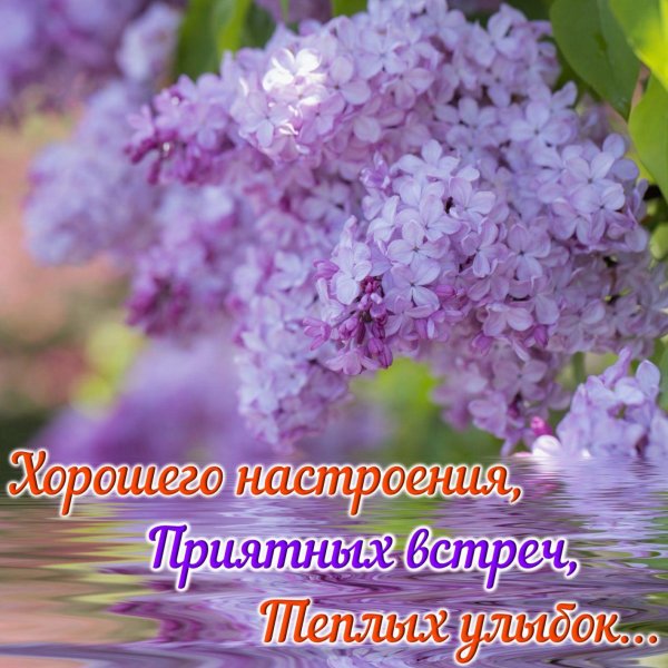 цветет сирень