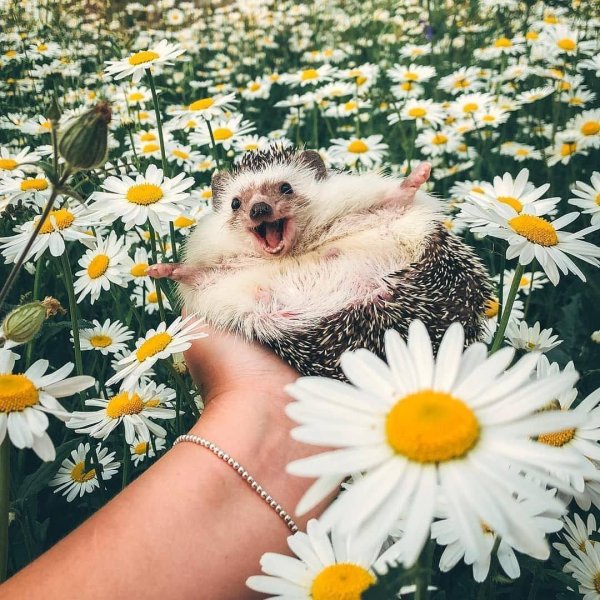 улыбающийся ежик