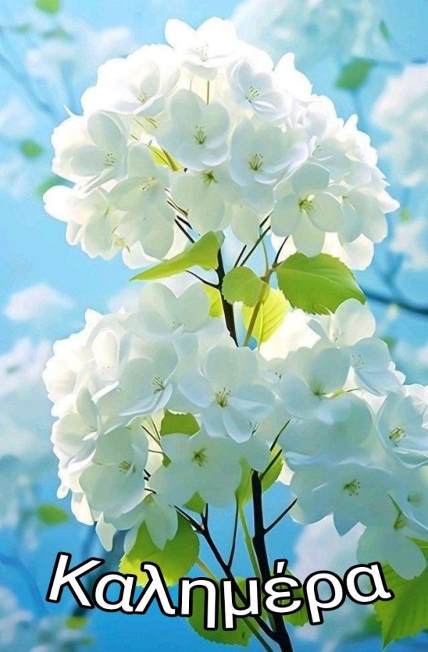 флокс белый