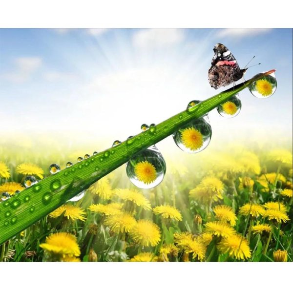 картины одуванчики