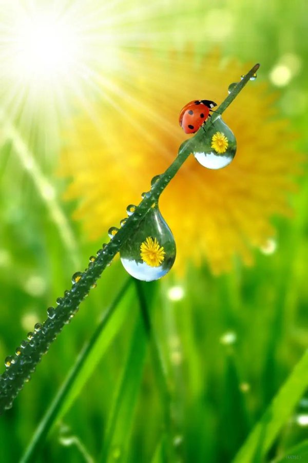 весна солнце