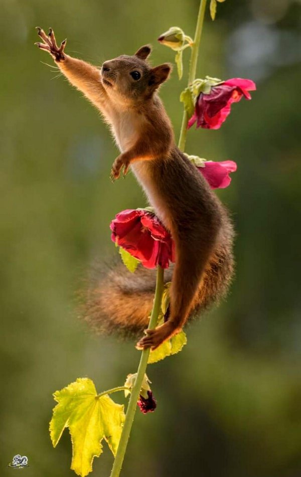 веселые животные