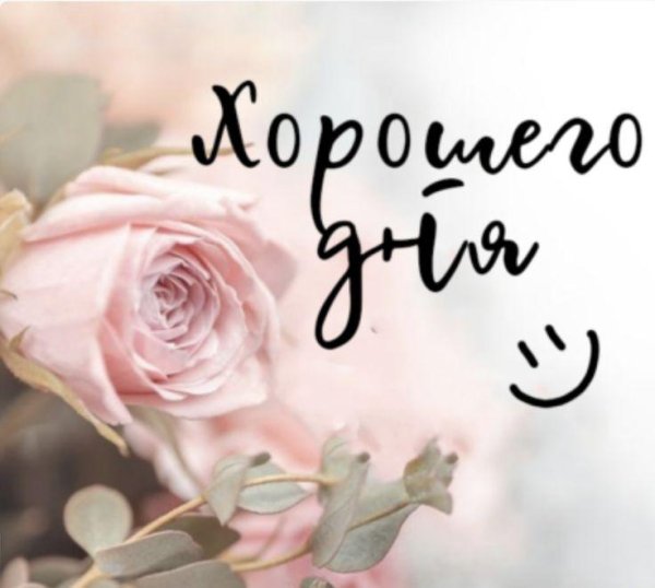 роза светло розовая флорибунда