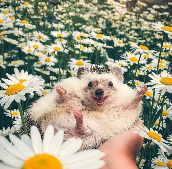 жизнерадостный ёжик