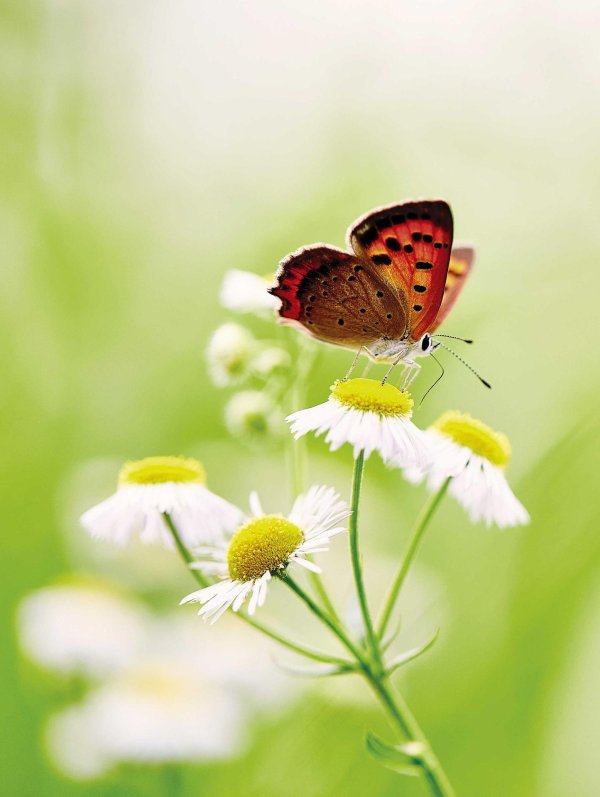 бабочка цветок