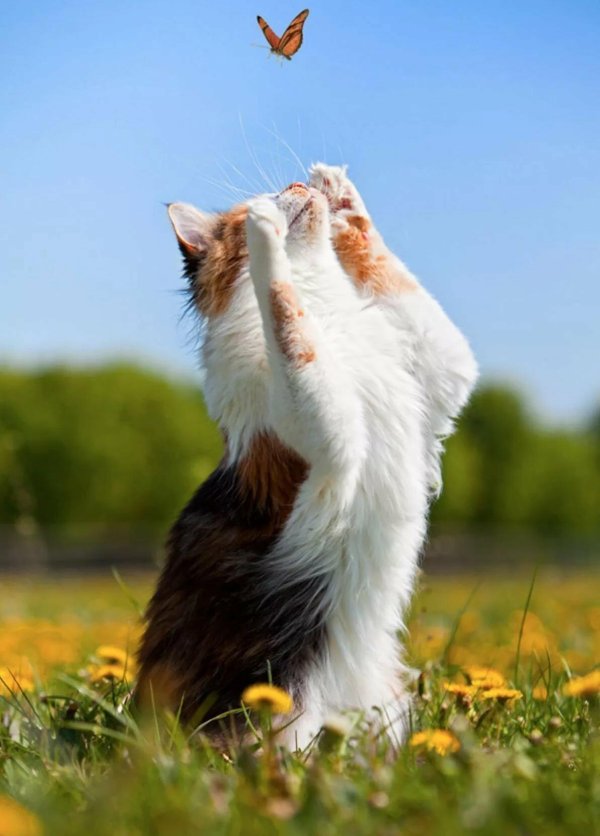 кот счастлив