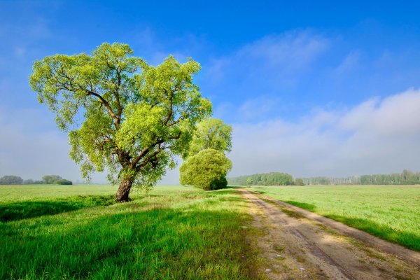дерево летом