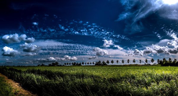 заставка поле