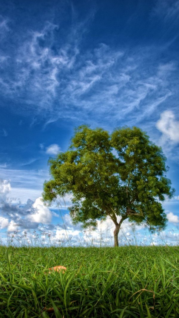 дерево на фоне неба