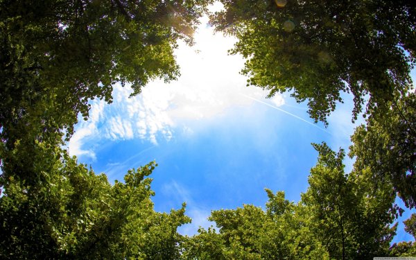 дерево вид снизу