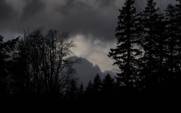 пейзаж темный