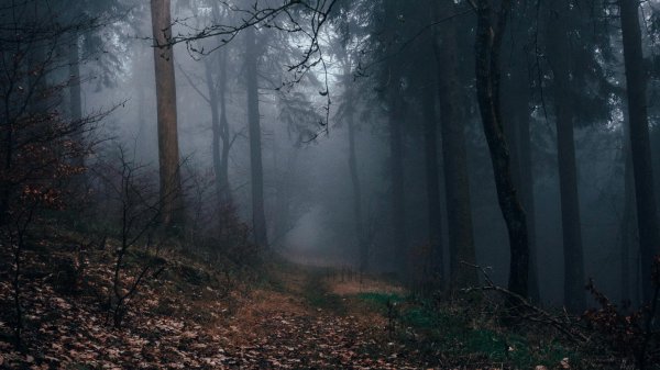 мрачные леса