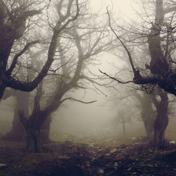 мрачное дерево