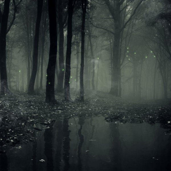 мрачные леса