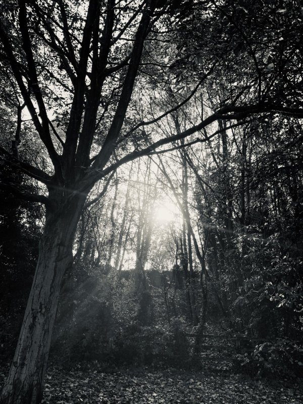 темные пейзажи