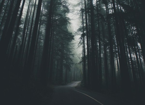 лес в тумане