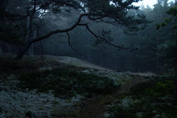 мрачные леса