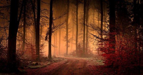 туман осень