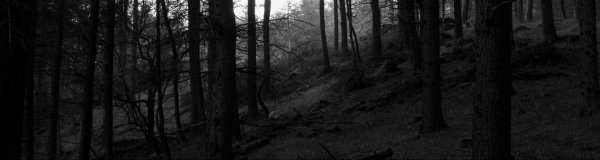 мрачные леса