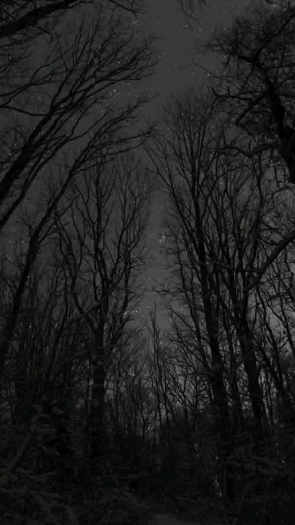 мрачные леса