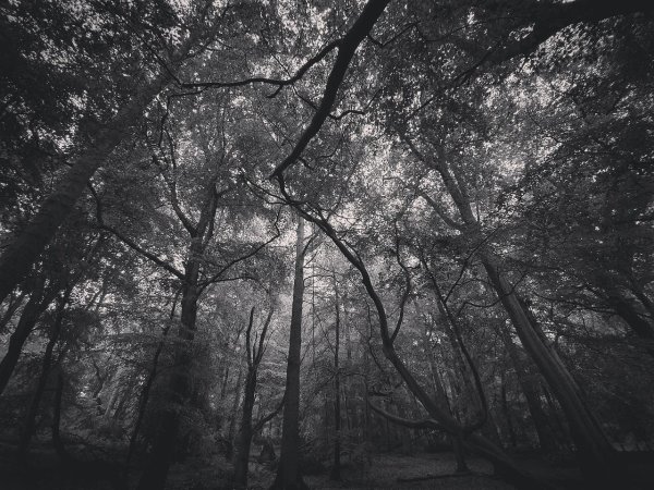 темная природа