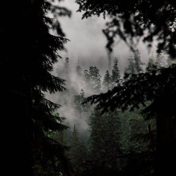 лес туманный