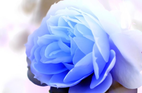 нежно голубой цвет