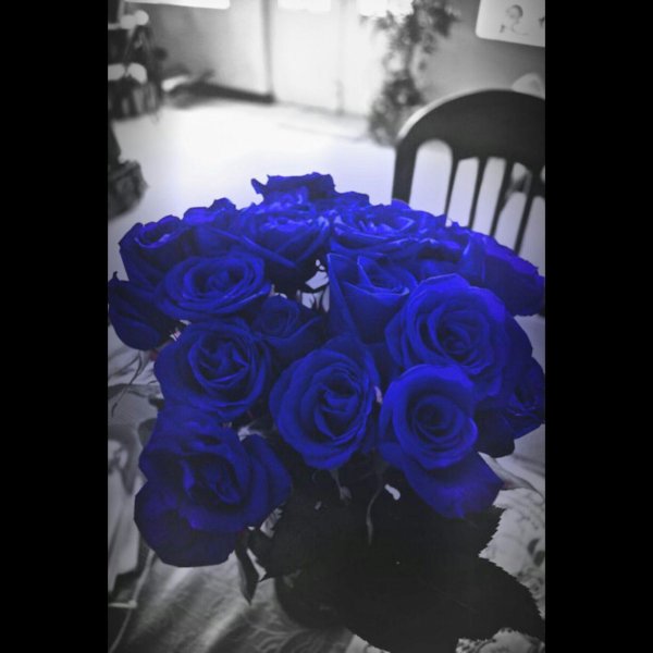 синее розы