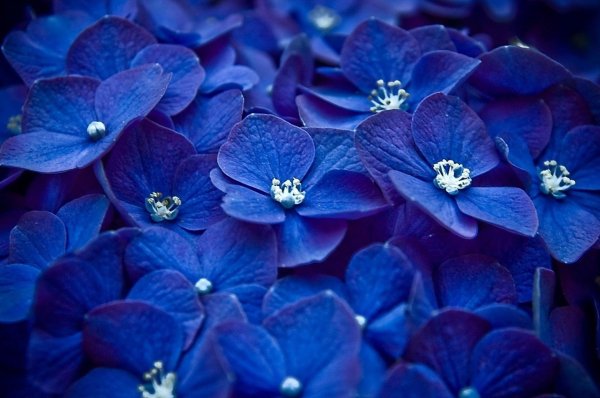 блуе фловер