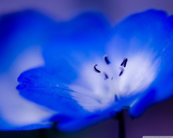 немофила менциса голубая