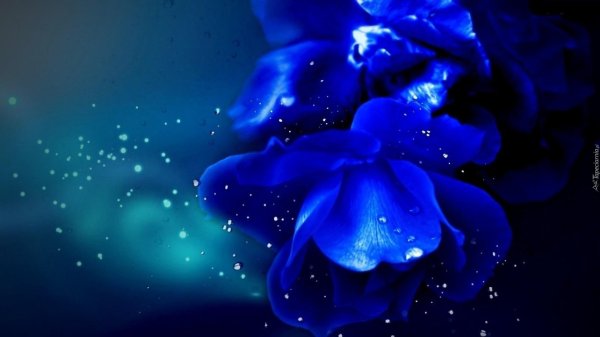 блуе фловер