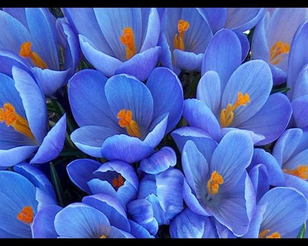 крокус голубой