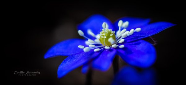 голубой цветок