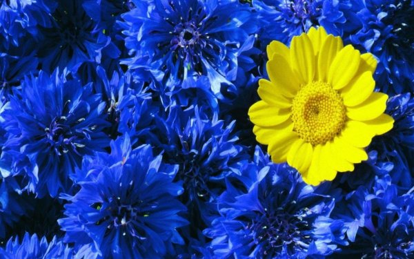 желтый василек