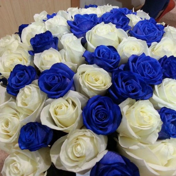 роза венделла синяя