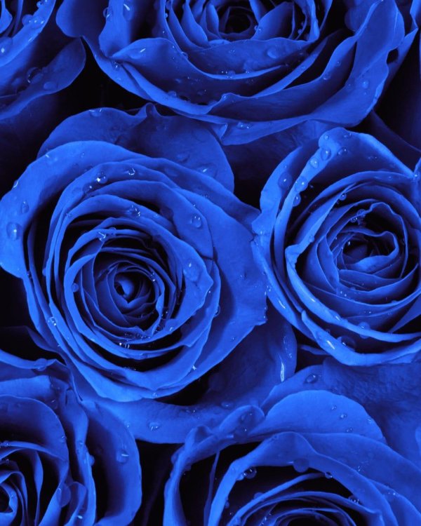 синяя роза беккер