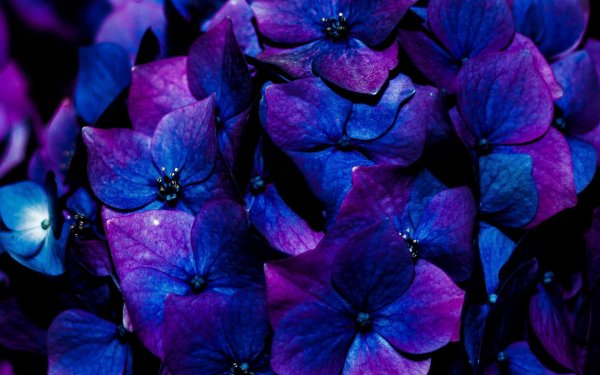 гортензия индиго