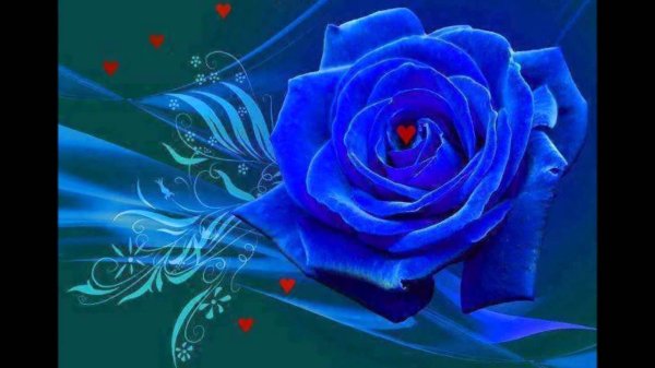 роза венделла синяя