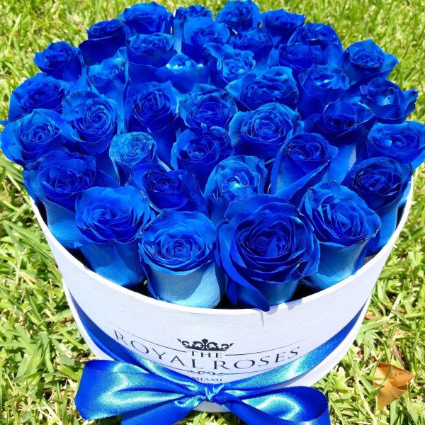 роза пасифик блю