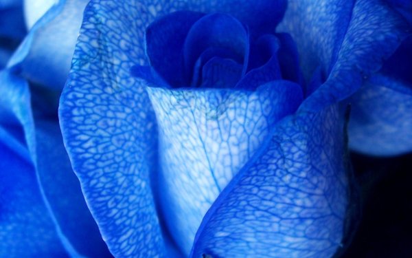 синего цвета