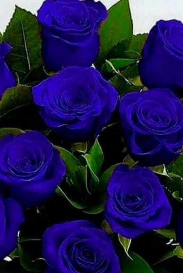 роза венделла синяя